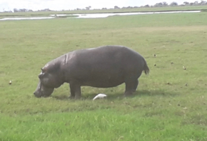 5 Days Victoria Falls and Chobe Tour 2