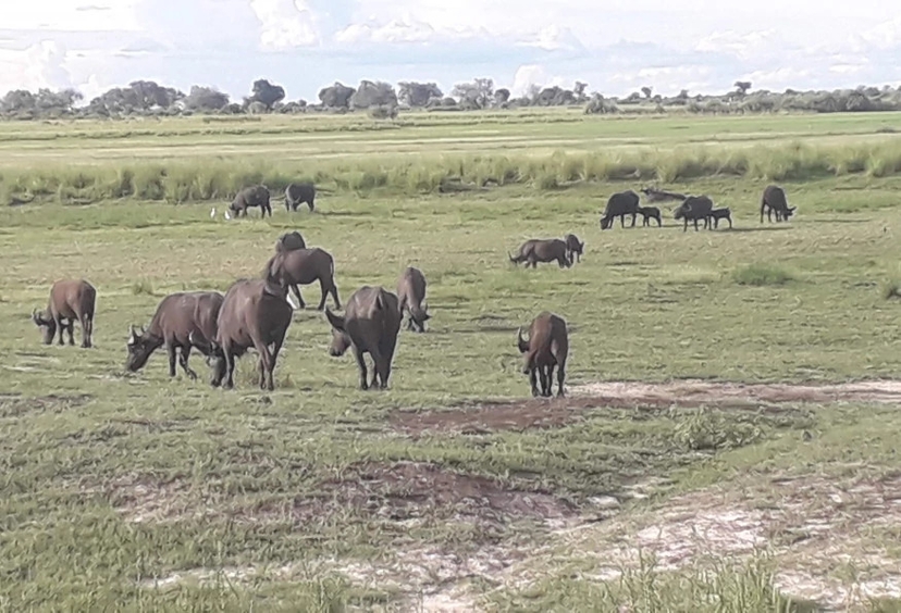 5 Days Victoria Falls and Chobe Tour 4