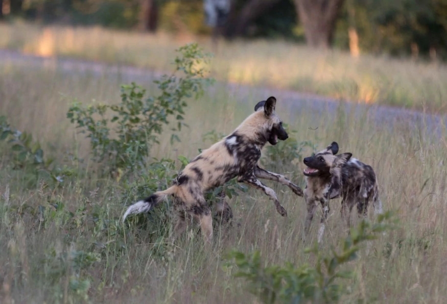 3 Days Hwange National Park Game Drive Tour 1