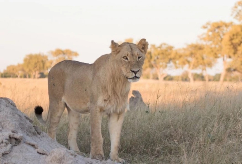 3 Days Hwange National Park Game Drive Tour 2