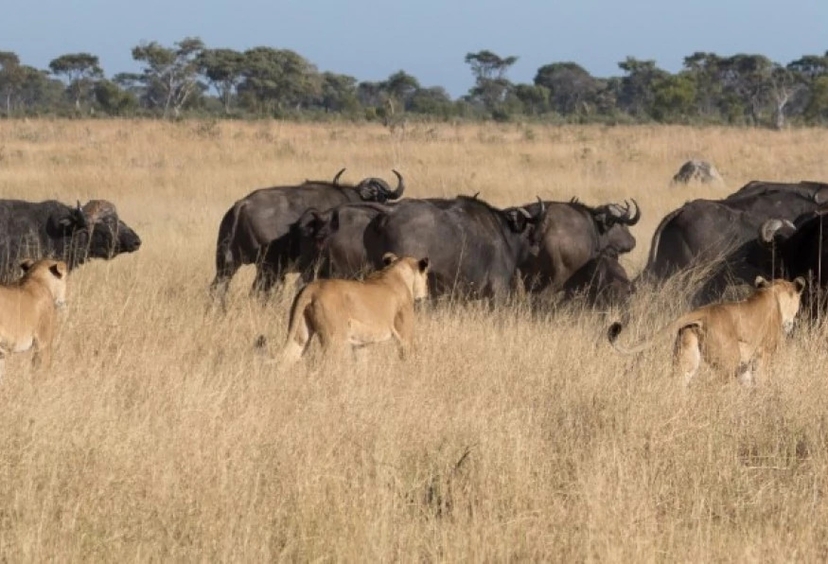 3 Days Hwange National Park Game Drive Tour 3