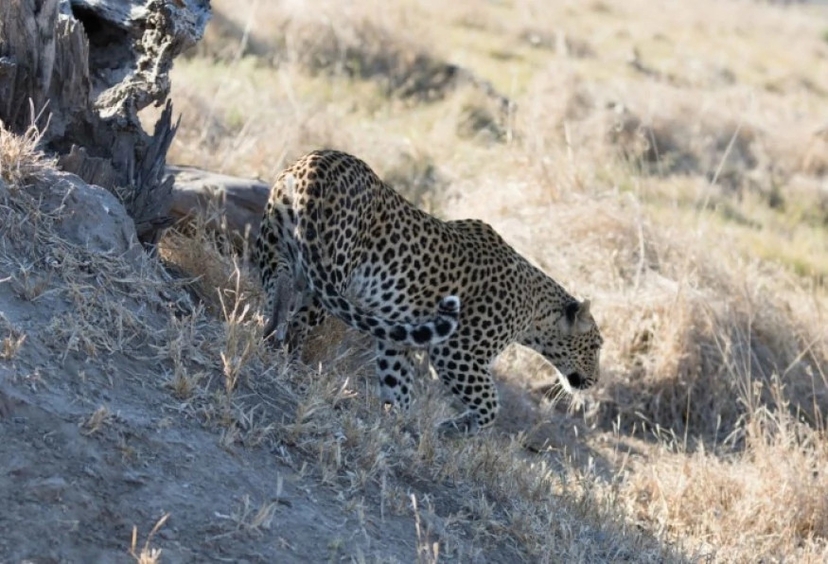 3 Days Hwange National Park Game Drive Tour 4