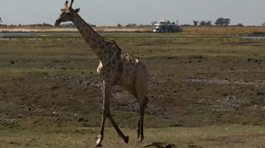 Chobe Full Day Game Drive Experience 1
