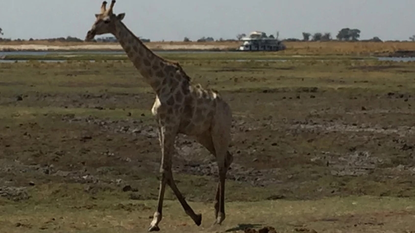 Chobe Full Day Game Drive Experience 1