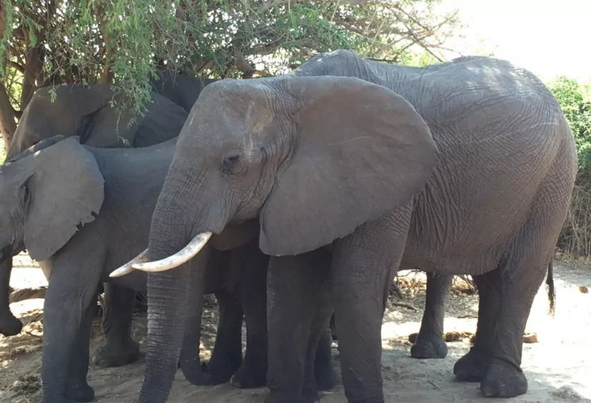 Chobe Full Day Game Drive Experience 2