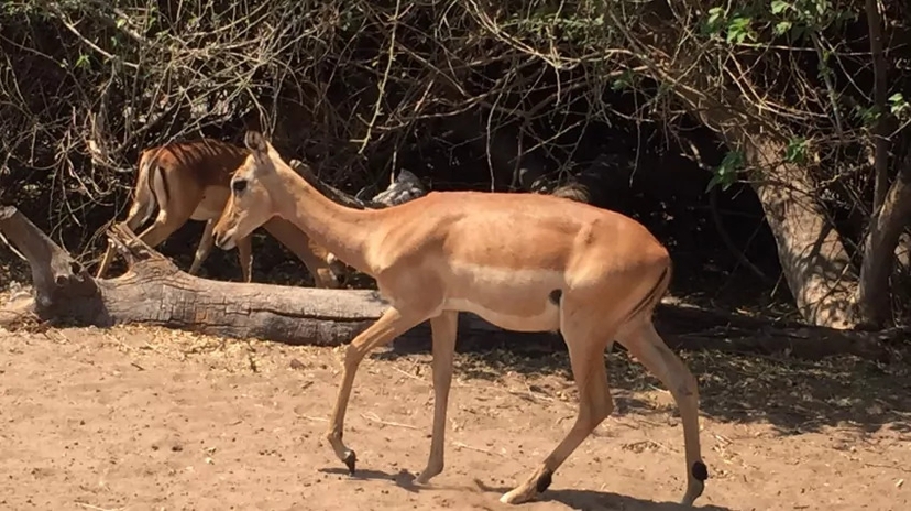 Chobe Full Day Game Drive Experience 3