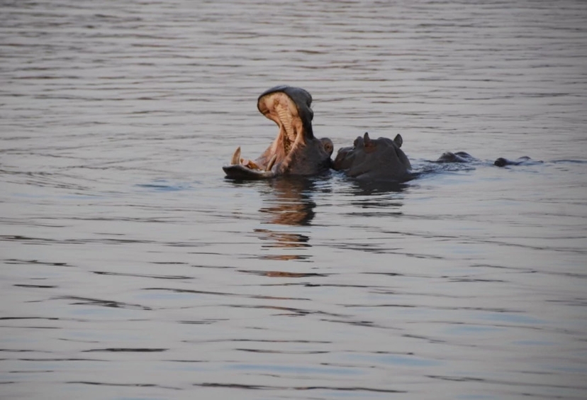 Chobe Full Day Game Drive Experience 4