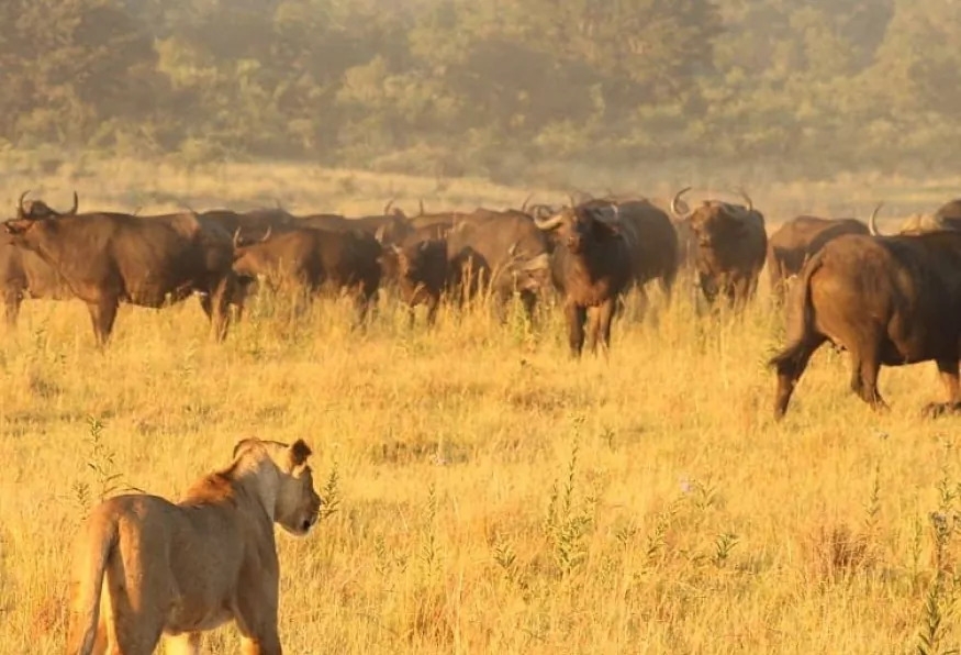 Hwange Full Day Game Drive Safari Tour 1