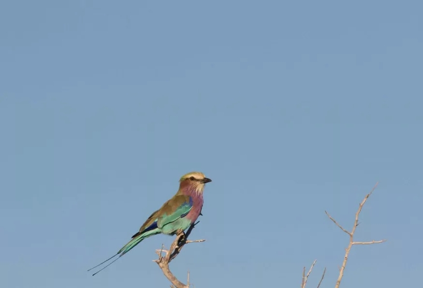 Hwange Full Day Game Drive Safari Tour 2