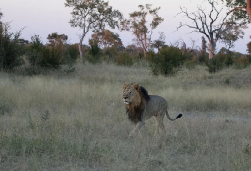 Hwange Full Day Game Drive Safari Tour 4