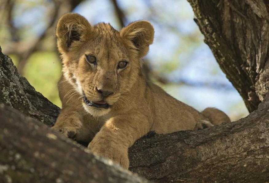 Hwange Full Day Game Drive Safari Tour Hwange Full Day Game Drive Safari Tour