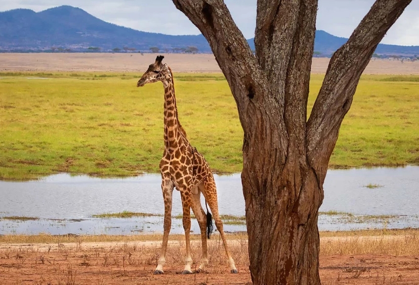 5 Days Budget Safari in Tanzania 3
