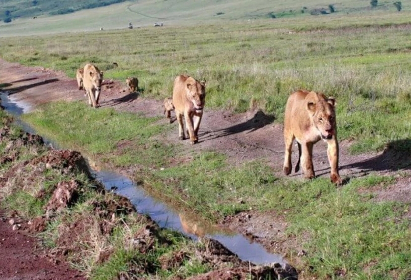 9 Days Budget Safari Tanzania Tours 3