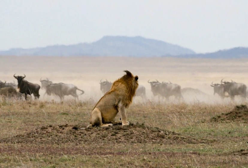 9 Days Budget Safari Tanzania Tours 4