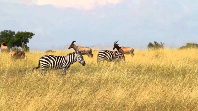 5 Days Bogoria Nakuru Naivasha Mara Joining Safari 3
