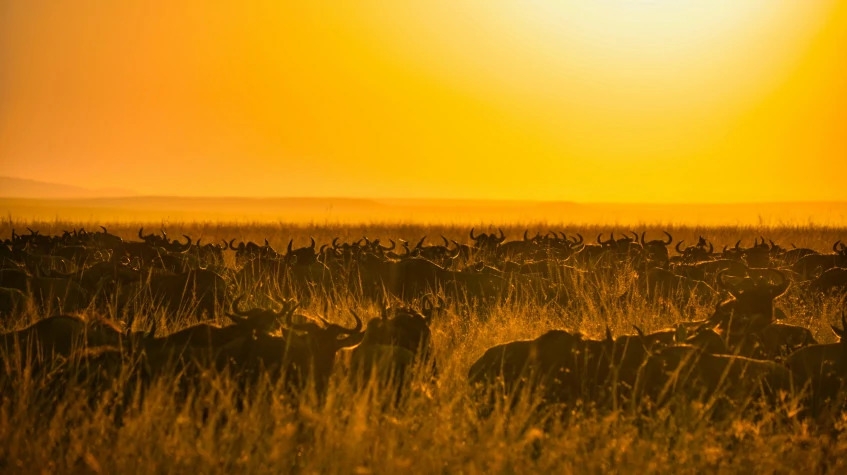 3 Days Experience the Magic of Maasai Mara Safari 1