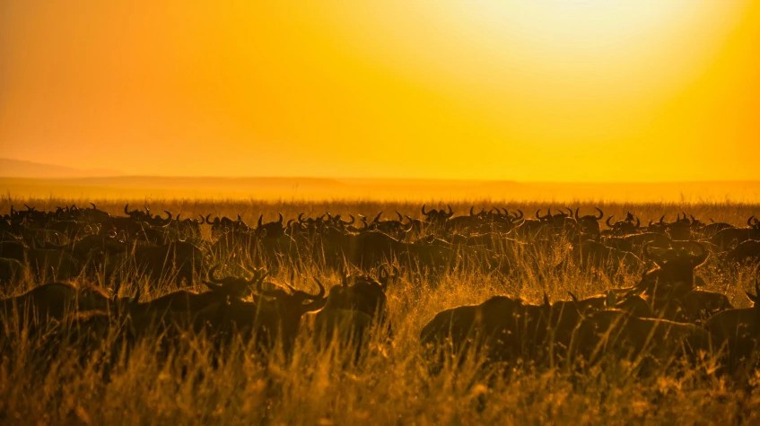 3 Days Experience the Magic of Maasai Mara Safari 1