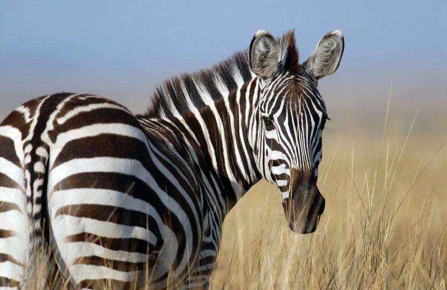 3 Days Experience the Magic of Maasai Mara Safari 3 Days Experience the Magic of Maasai Mara Safari