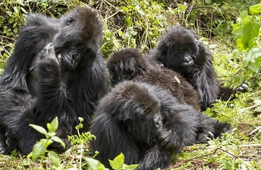 3 Days Gorilla Safari Uganda 1