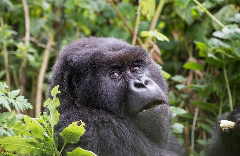3 Days Gorilla Safari Uganda 2