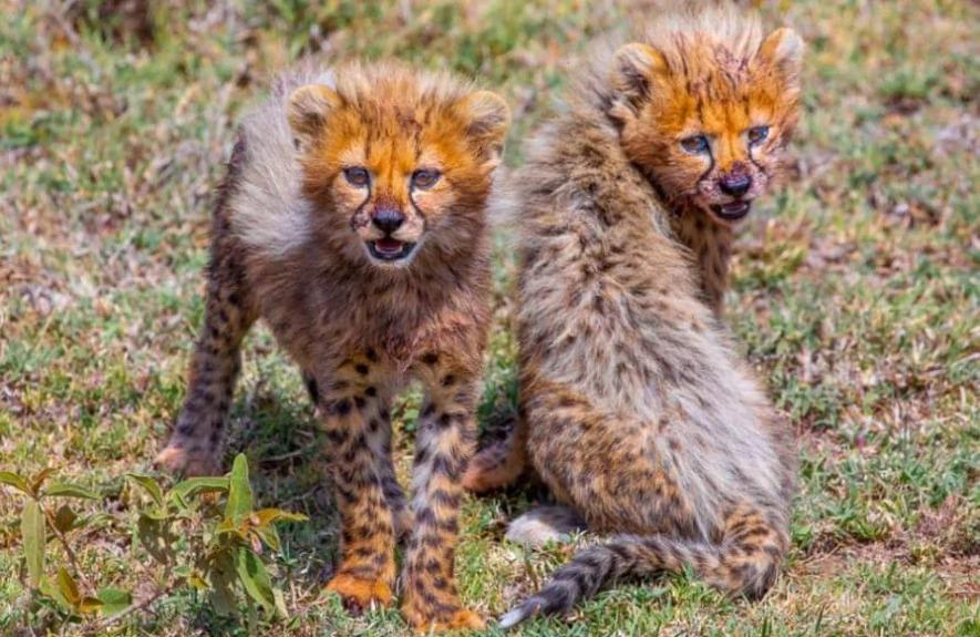 5 Days Lake Manyara, Serengeti and Ngorongoro Crater 5 Days Lake Manyara, Serengeti and Ngorongoro Crater