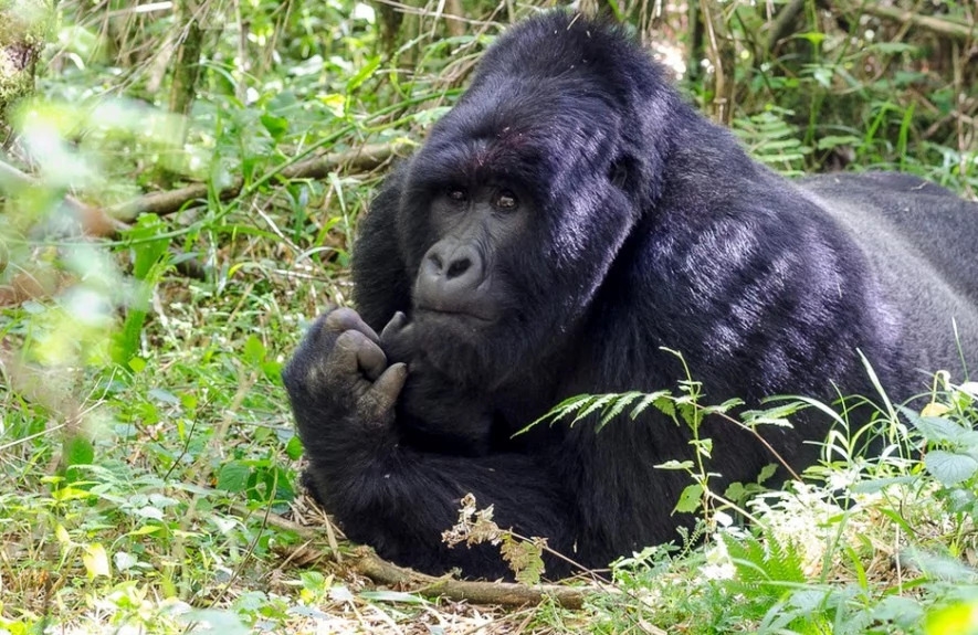 4 Days Gorilla Tracking Safari 1