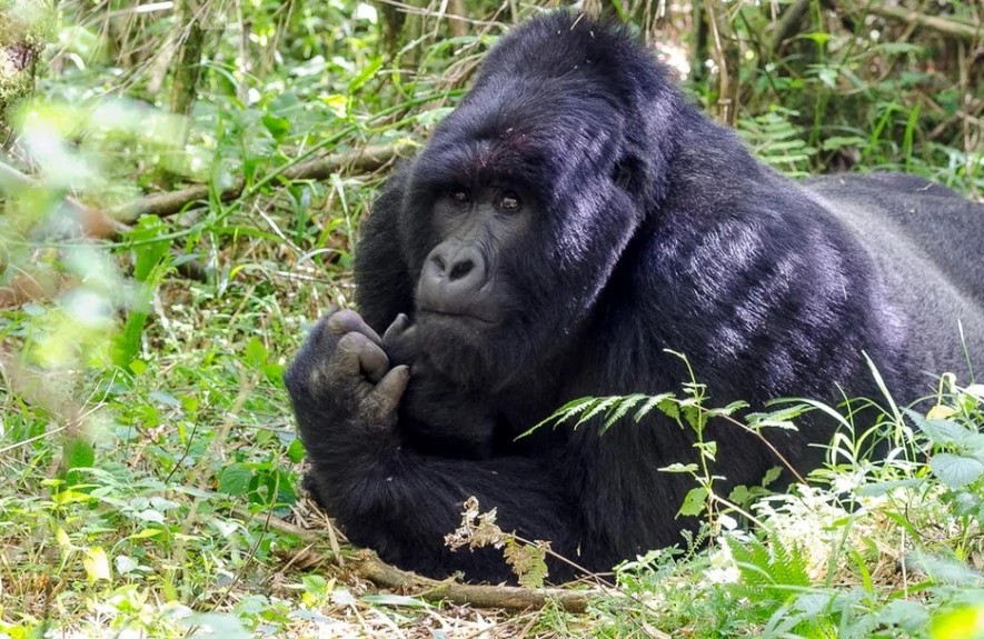 4 Days Gorilla Tracking Safari 1