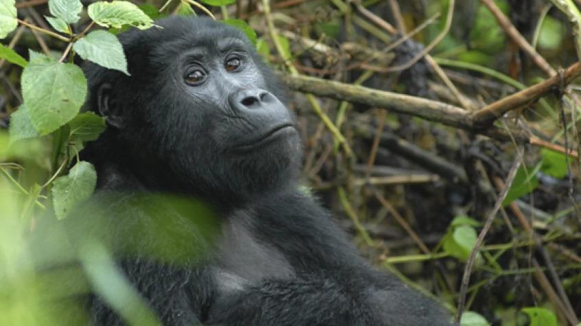 4 Days Gorilla Tracking Safari 4 Days Gorilla Tracking Safari