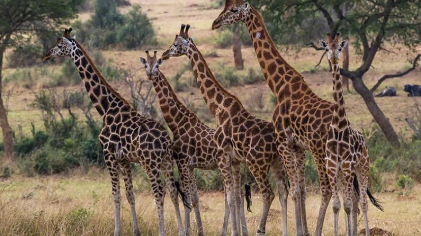 7 Days Gorilla and Wildlife Adventure 2