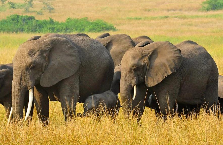 6 Days Epic Gorilla and Wildlife Safari 6 Days Epic Gorilla and Wildlife Safari