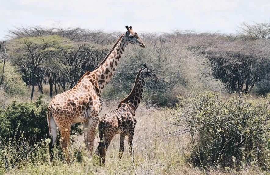 7 Days Gorilla and Wildlife Adventure 7 Days Gorilla and Wildlife Adventure