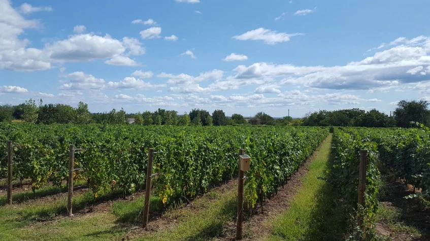 Wine Tasting Tour from Bucharest 1
