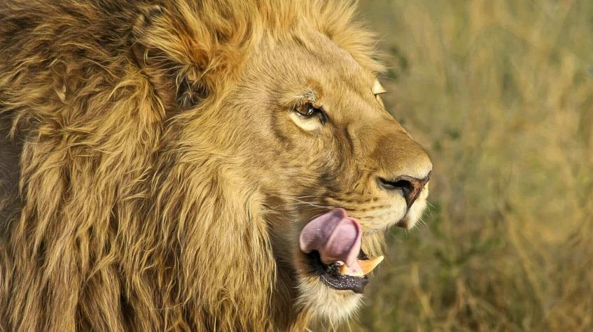 4 Days Masai Mara Holiday Safari 4 Days Masai Mara Holiday Safari