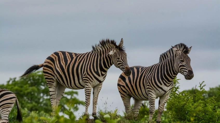 5 Days Tanzania Wildlife Safari 5 Days Tanzania Wildlife Safari