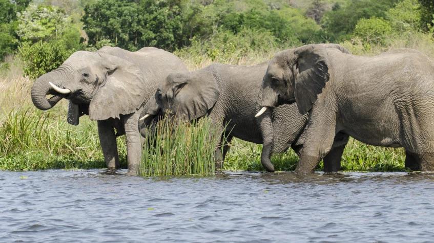 14 Days Most Enjoyable Uganda Safari 14 Days Most Enjoyable Uganda Safari
