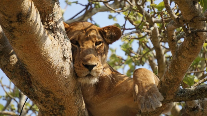 5 Days Uganda Big Five Safari Kidepo and Murchiso 4