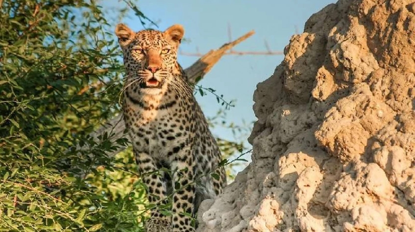 14 Days Most Enjoyable Uganda Safari 3