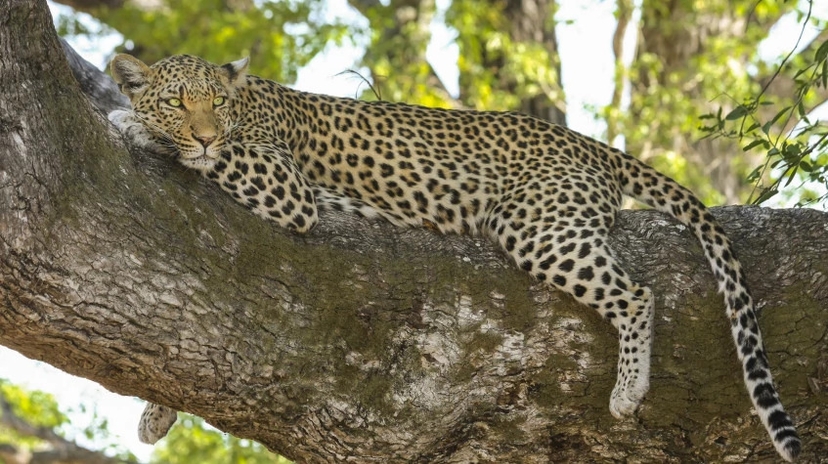 14 Days Most Enjoyable Uganda Safari 4