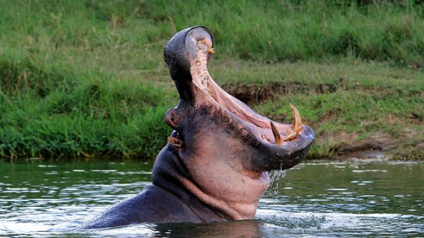 5 Days Uganda Big Five Safari Kidepo and Murchiso 5 Days Uganda Big Five Safari Kidepo and Murchiso