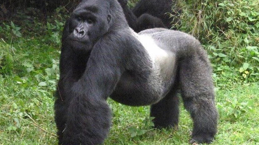 3 Days Uganda Gorilla Safari 3