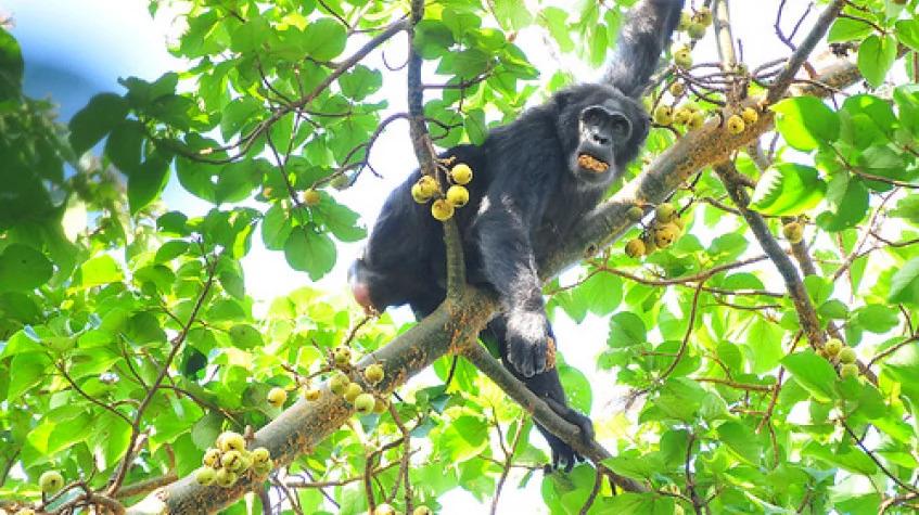 3 Days Chimpanzee Trekking in Kibale National Park. 3 Days Chimpanzee Trekking in Kibale National Park.