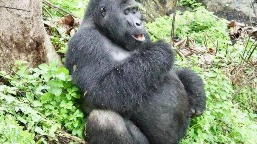 3 Days Uganda Gorilla Safari 3 Days Uganda Gorilla Safari
