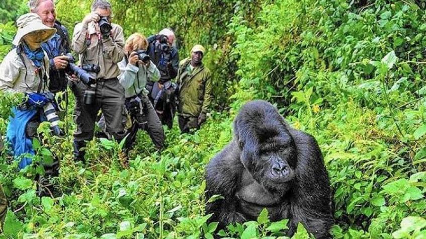7 Days Gorillas Chimpanzee Trekking Wildlife Safari 7 Days Gorillas Chimpanzee Trekking Wildlife Safari