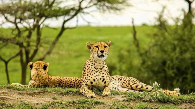 8 Days Tarangire, Serengeti, Ngorongoro Crater and Lake Eyasi 3