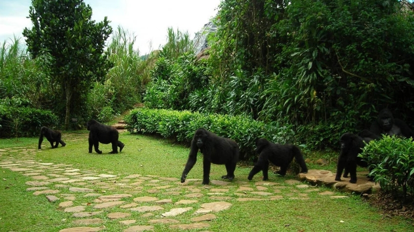 4 Days Uganda Gorilla & Golden Monkey Safari 2