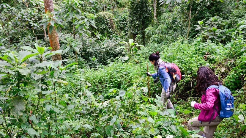 4 Days Uganda Gorilla & Golden Monkey Safari 3