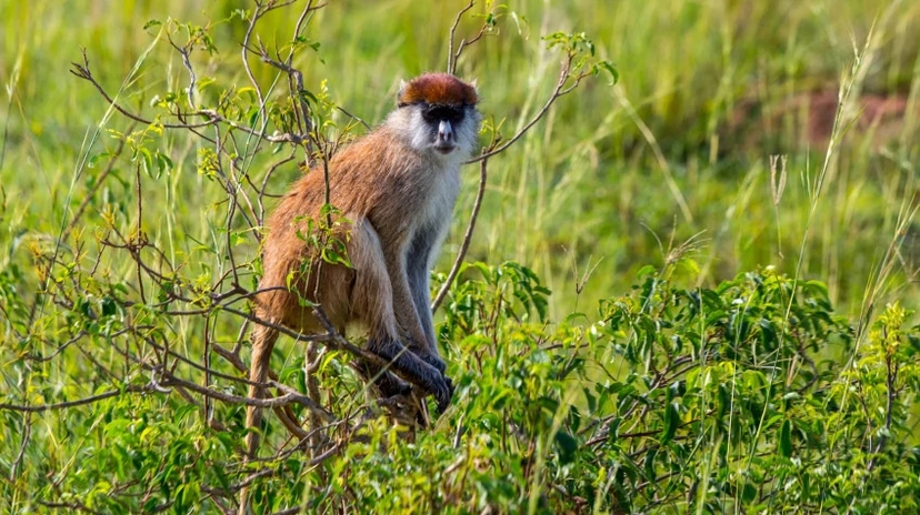 4 Days Uganda Gorilla & Golden Monkey Safari 4
