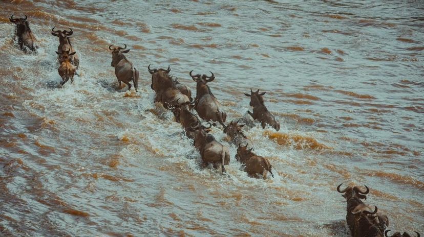 The Ultimate Migration Safari 4