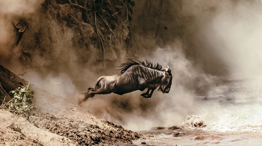 The Great Migration Safari 1