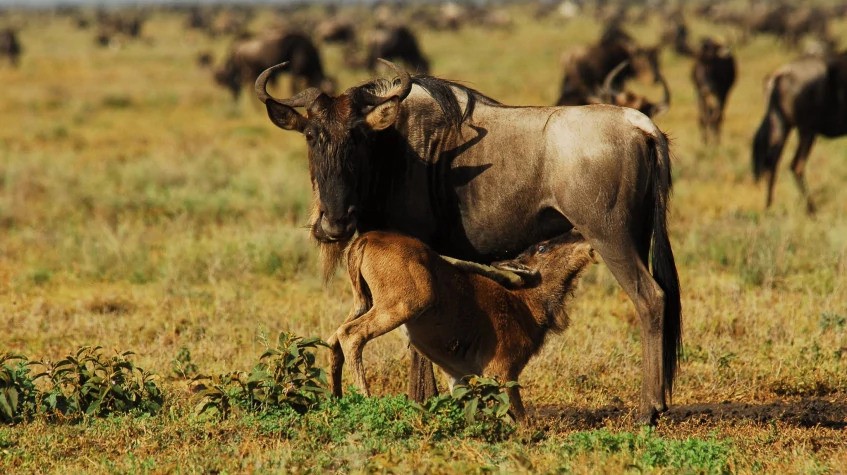 7 Days the Journey of Wildebeest 1